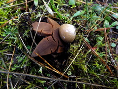 Astraeus hygrometricus