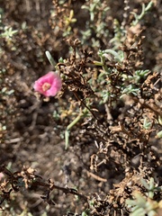 Salsola oppositifolia