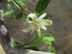 Image of Grewia tenax