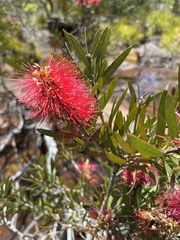 Melaleuca