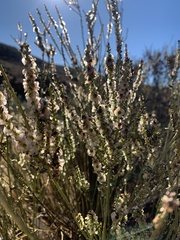 Salsola genistoides