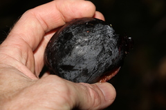 Planchonella australis