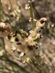 Salsola genistoides