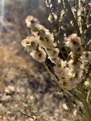 Salsola genistoides