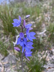 Thelymitra ixioides