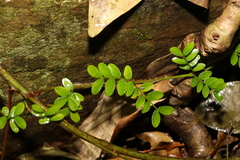Mezoneuron brachycarpum