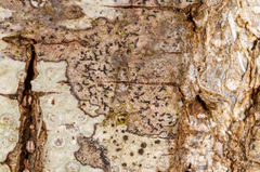 Pseudoschismatomma rufescens