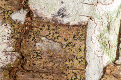 Pseudoschismatomma rufescens