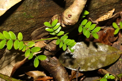 Mezoneuron brachycarpum