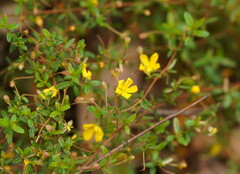 Hibbertia empetrifolia