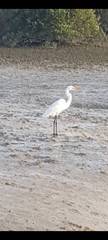 Ardea alba
