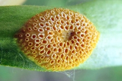 Puccinia coronata