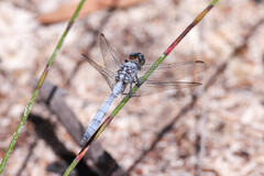 Orthetrum boumiera