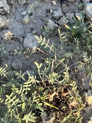 Hoffmannseggia glauca