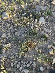 Hoffmannseggia glauca