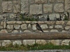 Turdus torquatus