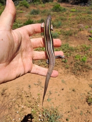 Gerrhosaurus flavigularis