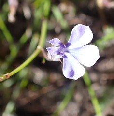 Lobelia capillifolia