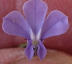 Lobelia capillifolia