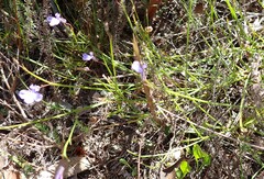 Lobelia capillifolia
