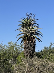 Aloe marlothii marlothii