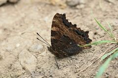 Nymphalis polychloros