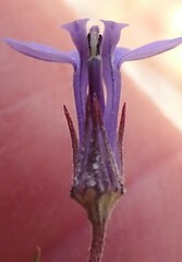 Lobelia capillifolia