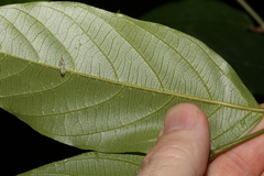 Alangium villosum