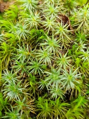 Polytrichum piliferum