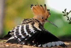 Upupa epops