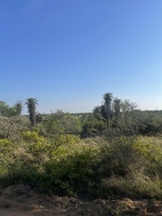 Aloe marlothii marlothii