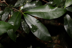 Planchonella australis