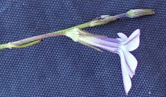 Lobelia capillifolia