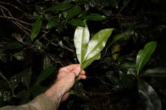 Planchonella australis