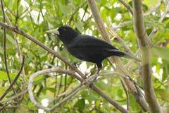 Cacicus solitarius