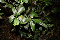 Planchonella australis