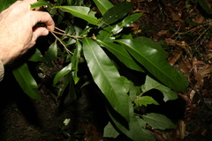 Planchonella australis
