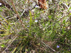 Lobelia capillifolia