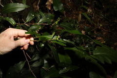 Planchonella australis