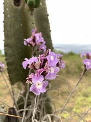 Tillandsia streptocarpa