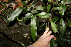 Planchonella australis
