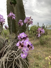 Tillandsia streptocarpa