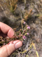 Erica filiformis