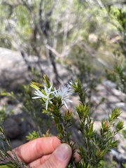 Pseudanthus pimeleoides