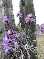 Tillandsia streptocarpa