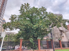 Syzygium nervosum