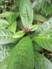 Chassalia curviflora