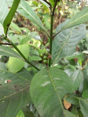 Chassalia curviflora
