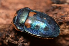 Scutiphora pedicellata
