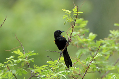 Icterus pyrrhopterus